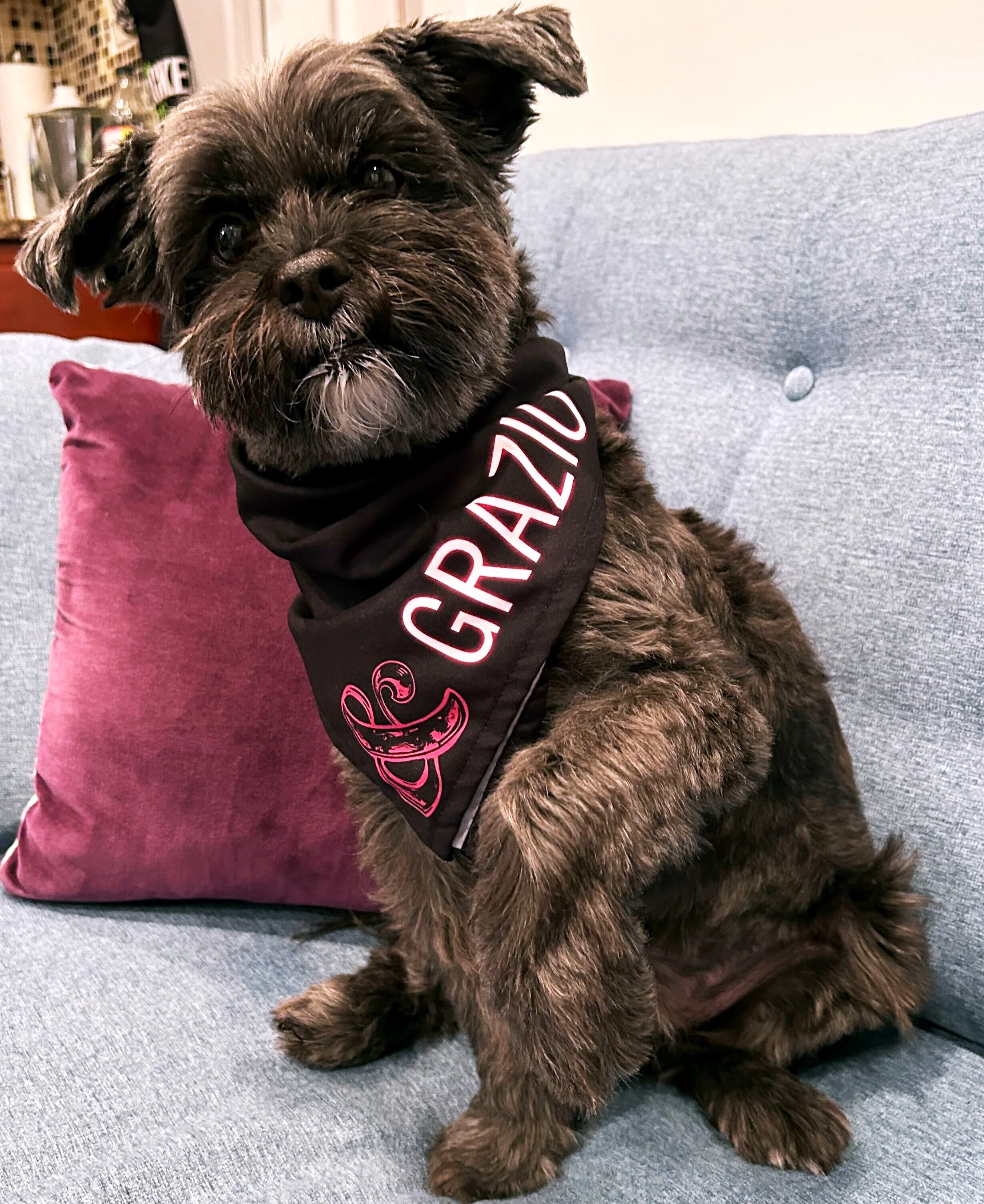 & JULIET Pet Bandana - Image 3