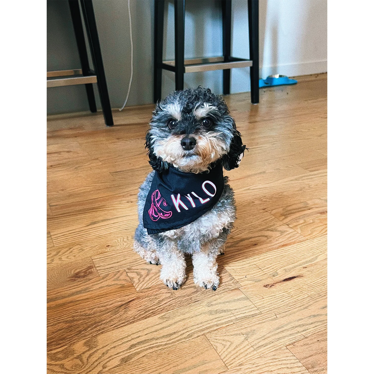 & JULIET Pet Bandana - Image 4