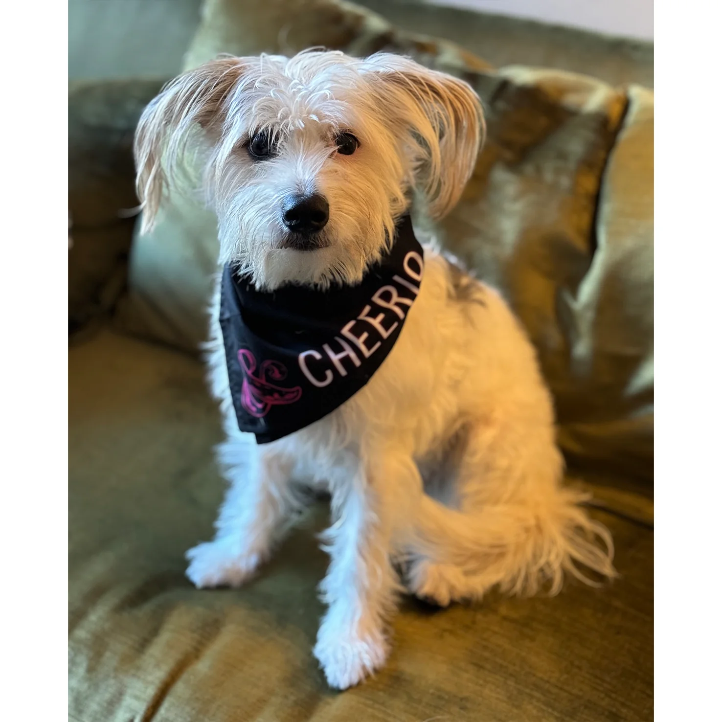 & JULIET Pet Bandana - Image 5